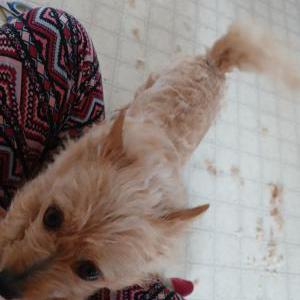 Image of Trixie, Lost Dog
