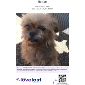 Lost Dog Button