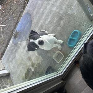 Image of Unknown, Found Dog