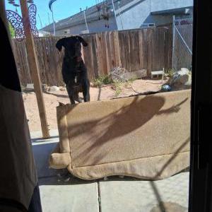 Image of HANDSOME, Lost Dog