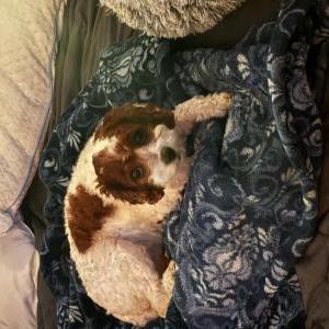Image of Ponyo, Lost Dog