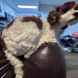 Image of Ponyo, Lost Dog