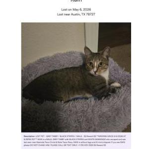 Image of Rain, Lost Cat