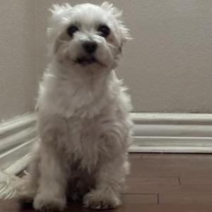 Image of Peanut, Lost Dog