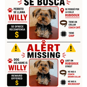 Image of Wiily, Lost Dog