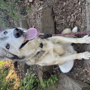 Image of Luna and Nash, Lost Dog