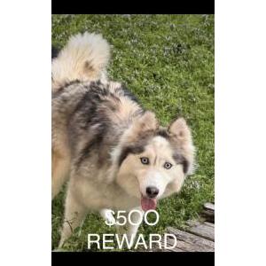 Image of Sergio Garcia, Lost Dog