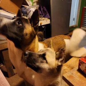 Image of Aghyua, Lost Dog