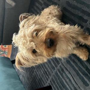 Image of Cocolou, Lost Dog