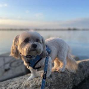 Image of Oliver, Lost Dog