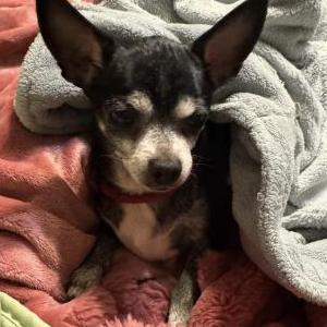 Lost 1 Tassie (Indiana)