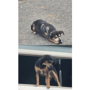 Image of Rolo, Lost Dog