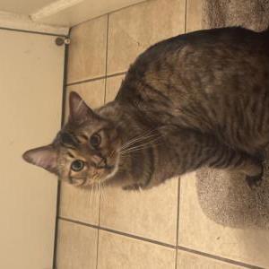 Lost 2 Stripes (California)