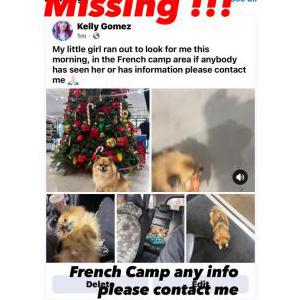 Lost Dog Masha