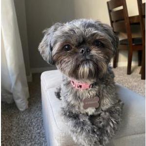 Image of Mochi, Lost Dog