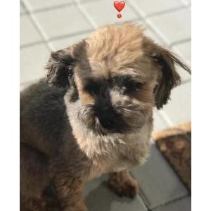Image of Elroy, Lost Dog