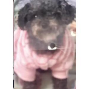 Image of FUDGE, Lost Dog