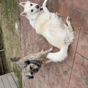 Image of Virgo, Lost Dog