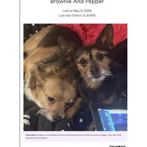 Image of Brownie and Pepper, Lost Dog
