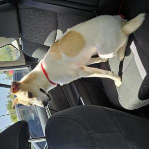 Image of Mila, Lost Dog
