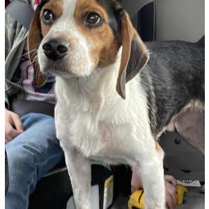 Image of Brownie, Lost Dog