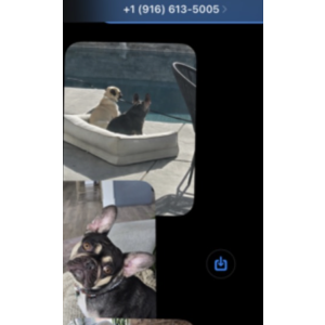 Image of Chanel, Lost Dog