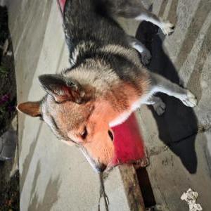 Image of Unknown, Found Dog