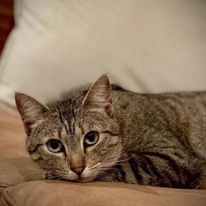 Image of Rita, Lost Cat