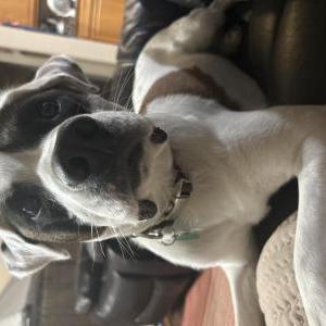 Image of Ace, Lost Dog
