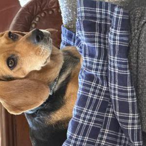 Lost Dog Basil