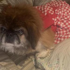 Image of Dolly, Lost Dog