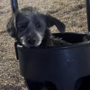 Image of Dexter, Lost Dog