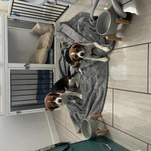 Image of Hope and Faith, Lost Dog