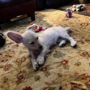 Lost 1 Lizzy (TX)