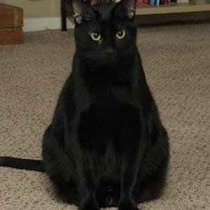 Lost 2 Harry (Texas)
