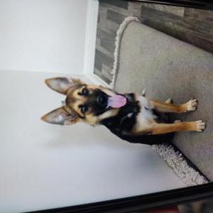 Image of Coco, Lost Dog