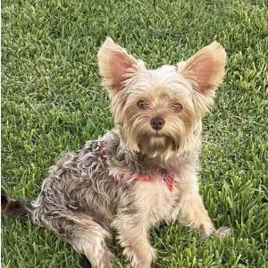 Image of Rudy, Lost Dog