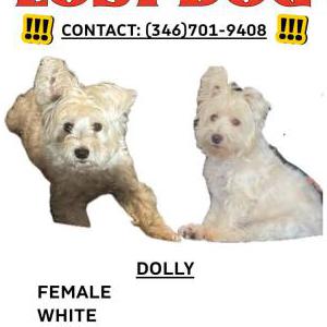 Image of Dolly, Lost Dog