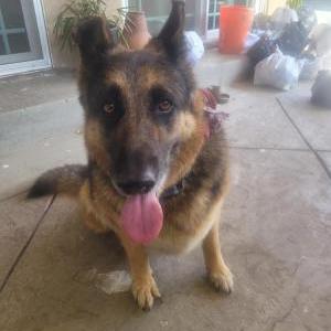 Image of Unknown, Found Dog