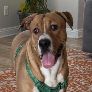 Image of Unknown, Found Dog