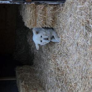 Image of Precious, Lost Dog