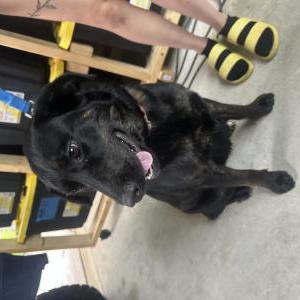 Image of Unknown, Found Dog