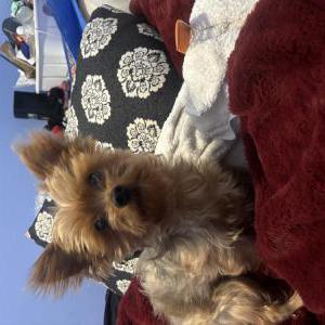 Image of Chase, Lost Dog
