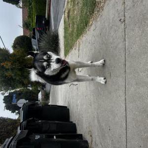 Image of Unknown, Found Dog