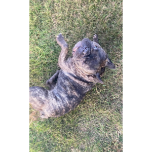 Image of Rosie, Lost Dog