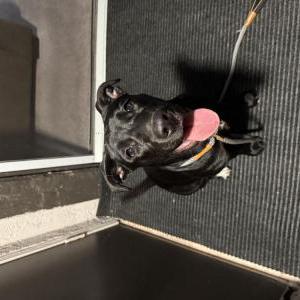 Image of Unknown, Found Dog