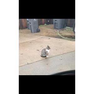 Image of Li'l Gray, Lost Cat