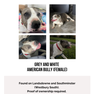Image of unknown, Found Dog