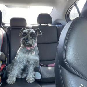 Image of Luna, Lost Dog