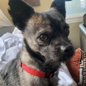 Image of Unknown, Found Dog